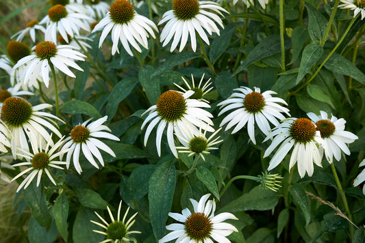 White Coneflower