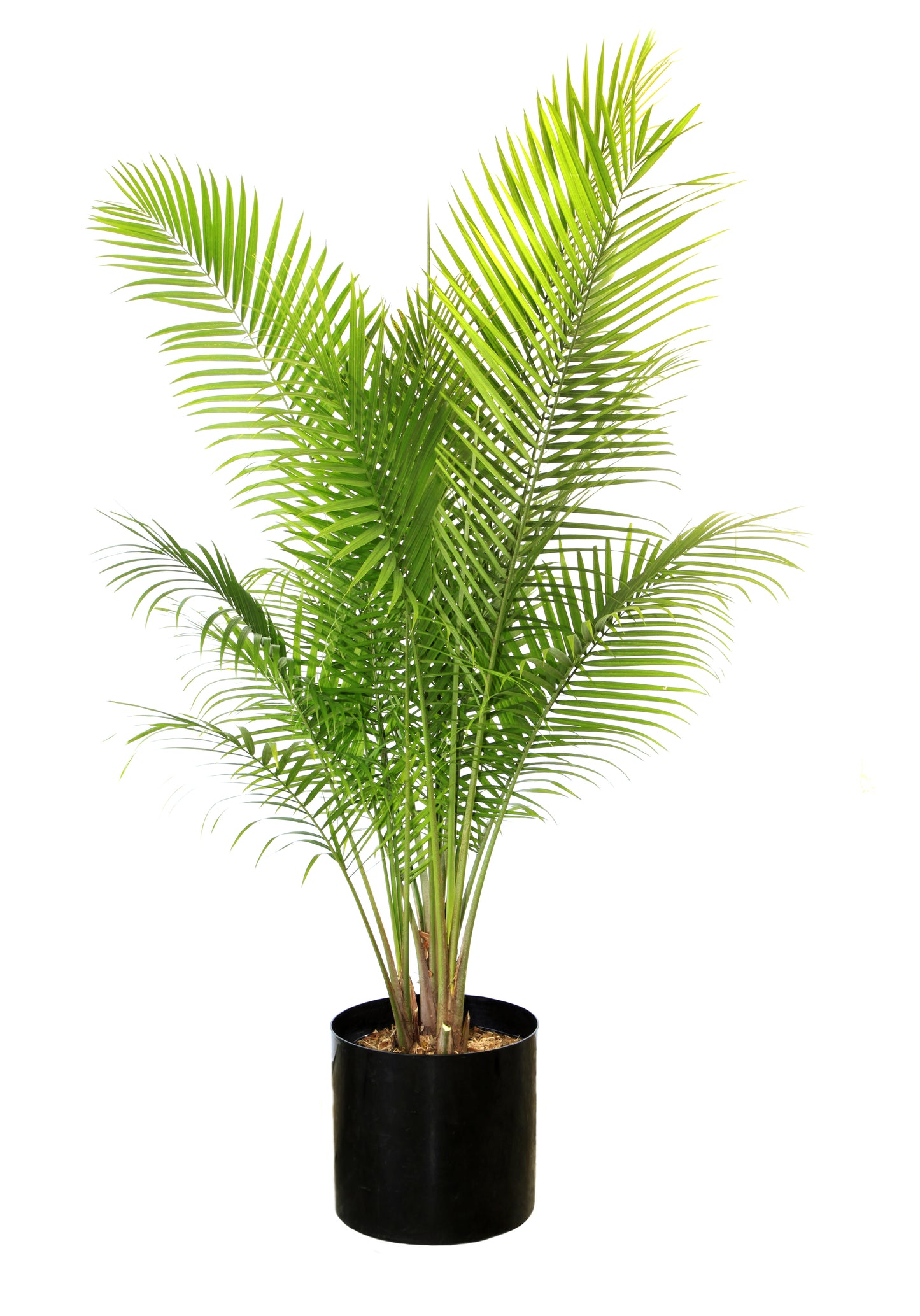 Spindle Palm