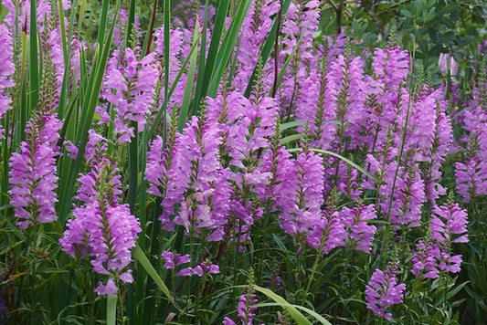 Autumn Carnival Obedient Plant
