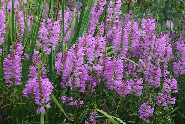 Autumn Carnival Obedient Plant