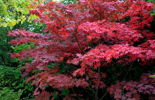 Acer Palmatum 'Bloodgood'