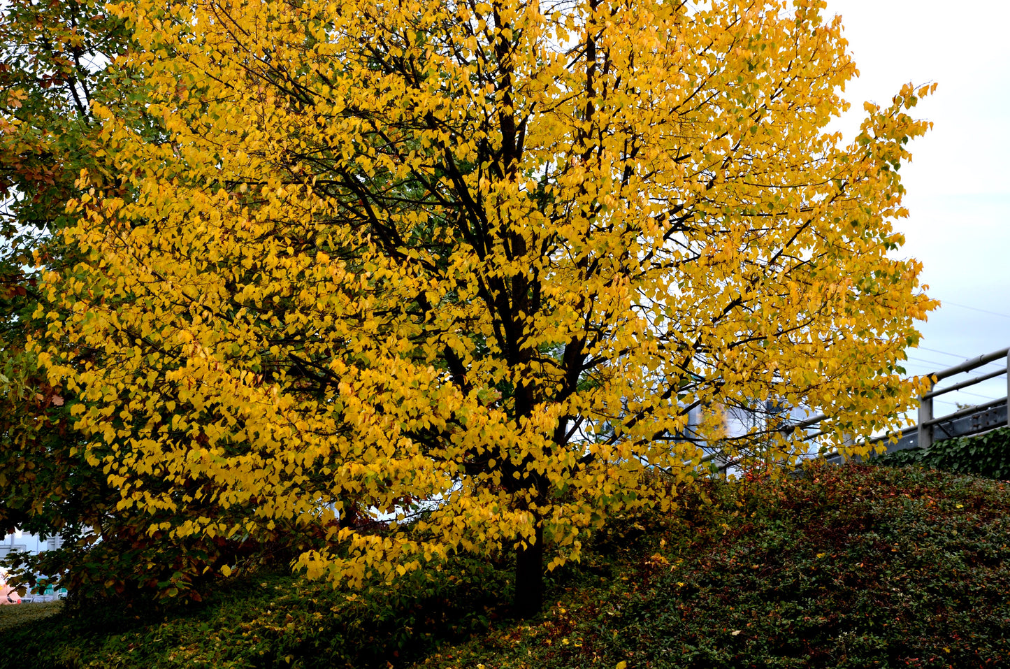 Greenspire Linden