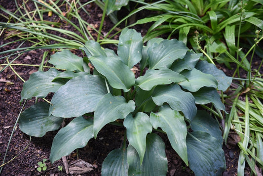 Joy Ride Hosta