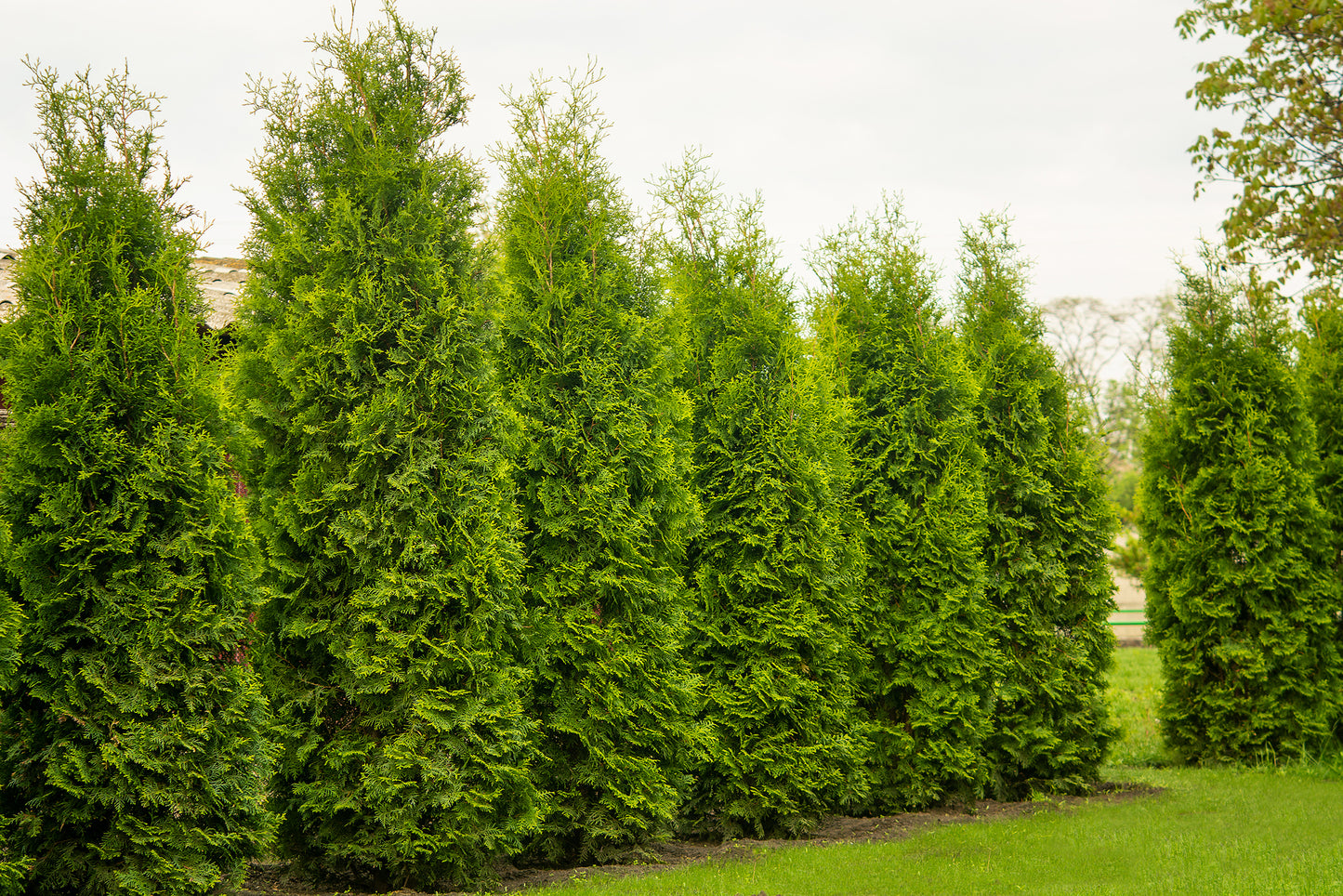 Thuja 'Nigra'