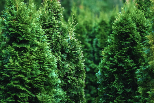 White Cedar
