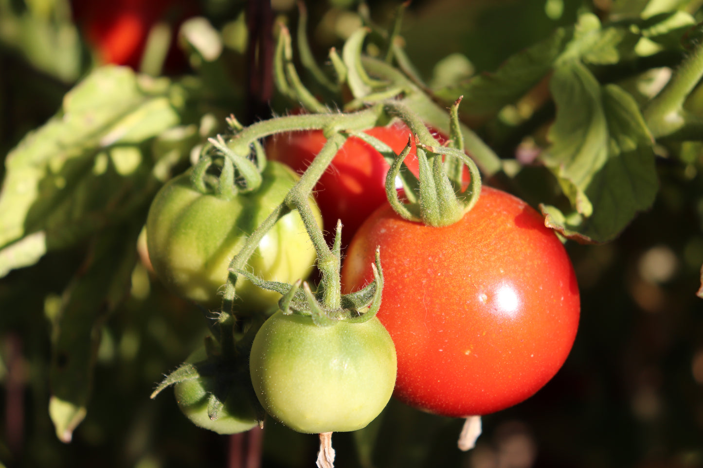 Early Girl Tomato