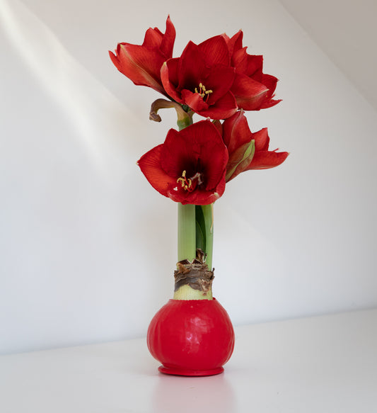 No Water Flowers (Waxed Amaryllis) - Assorted Colours