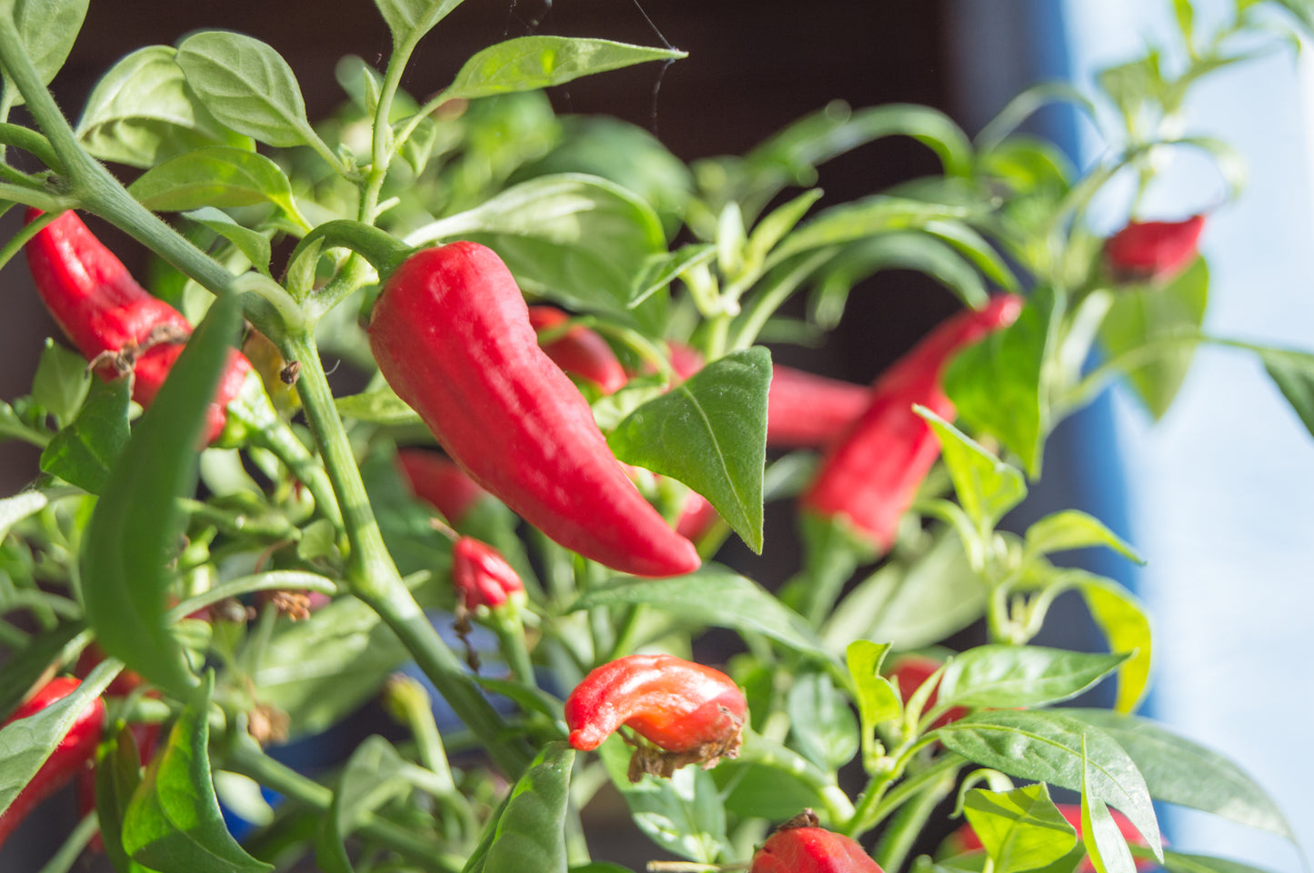 Jalapeno Pepper Planter