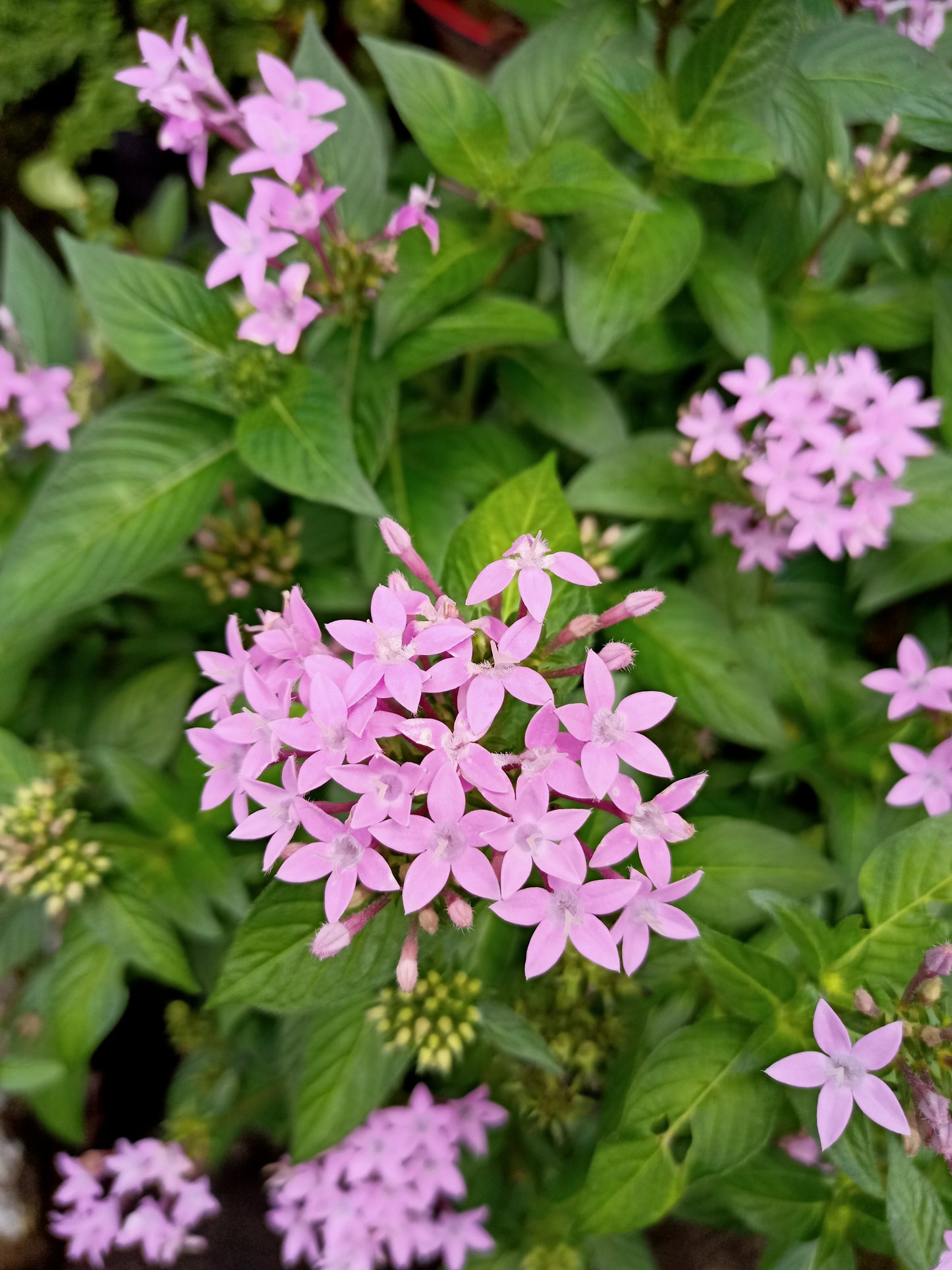 Pentas Bush