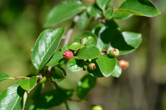 Cotoneaster Acutifolius