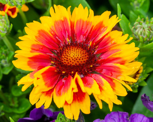Arizona Sun Blanket Flower