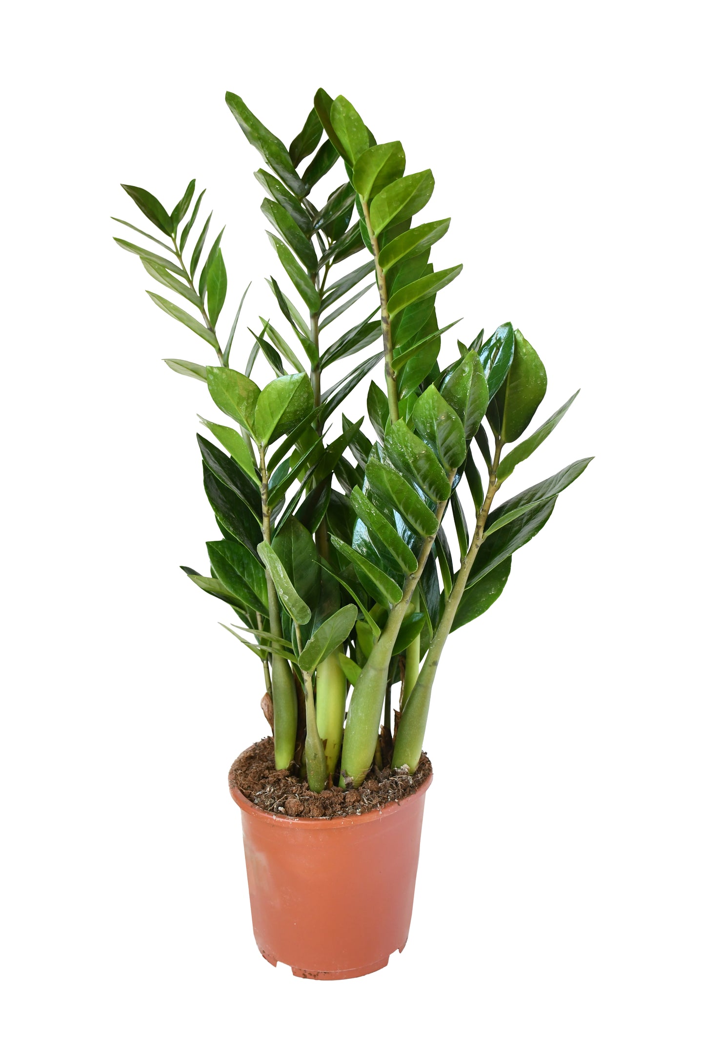 ZZ Plant