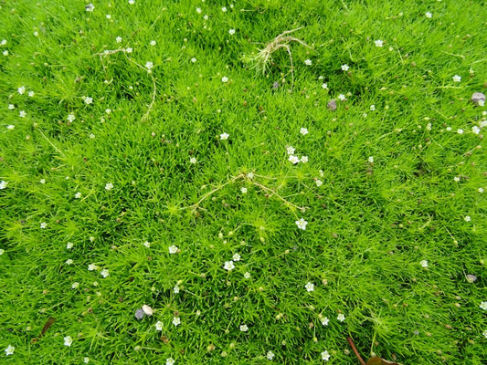 Irish Moss