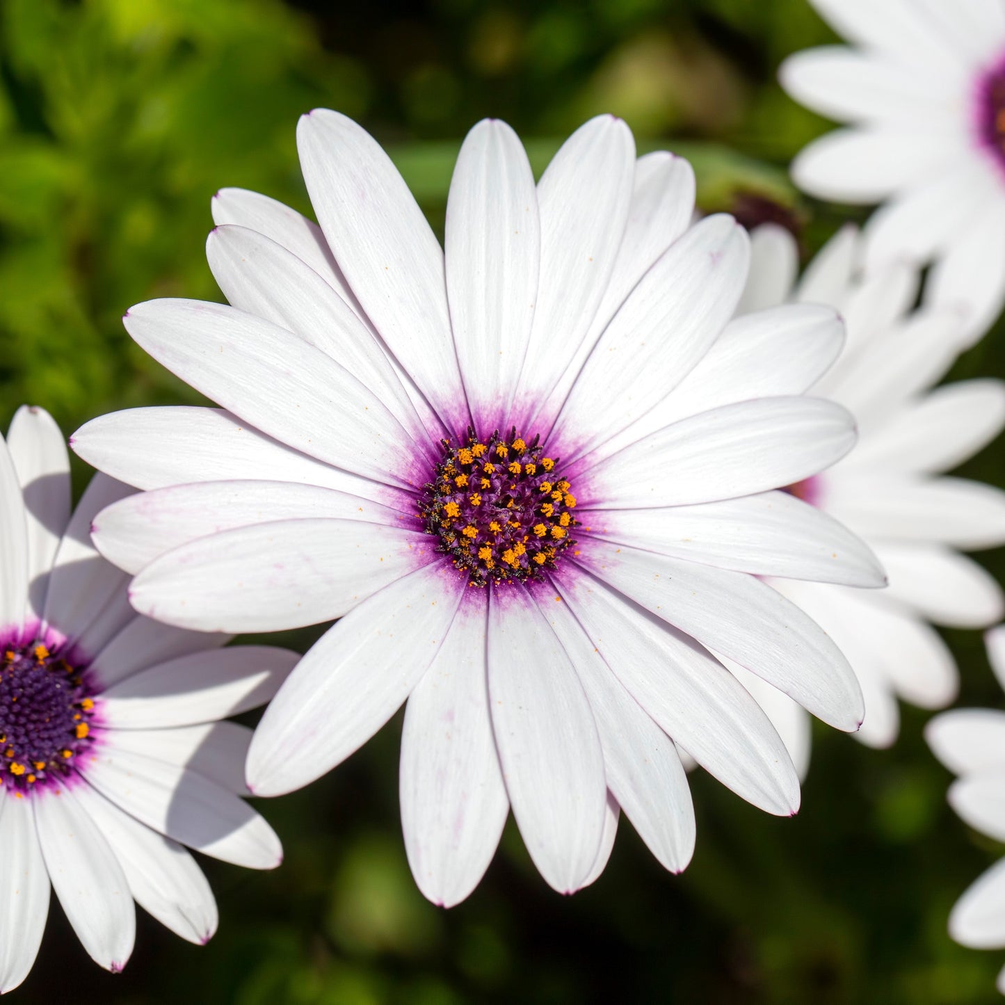 Osteospermum