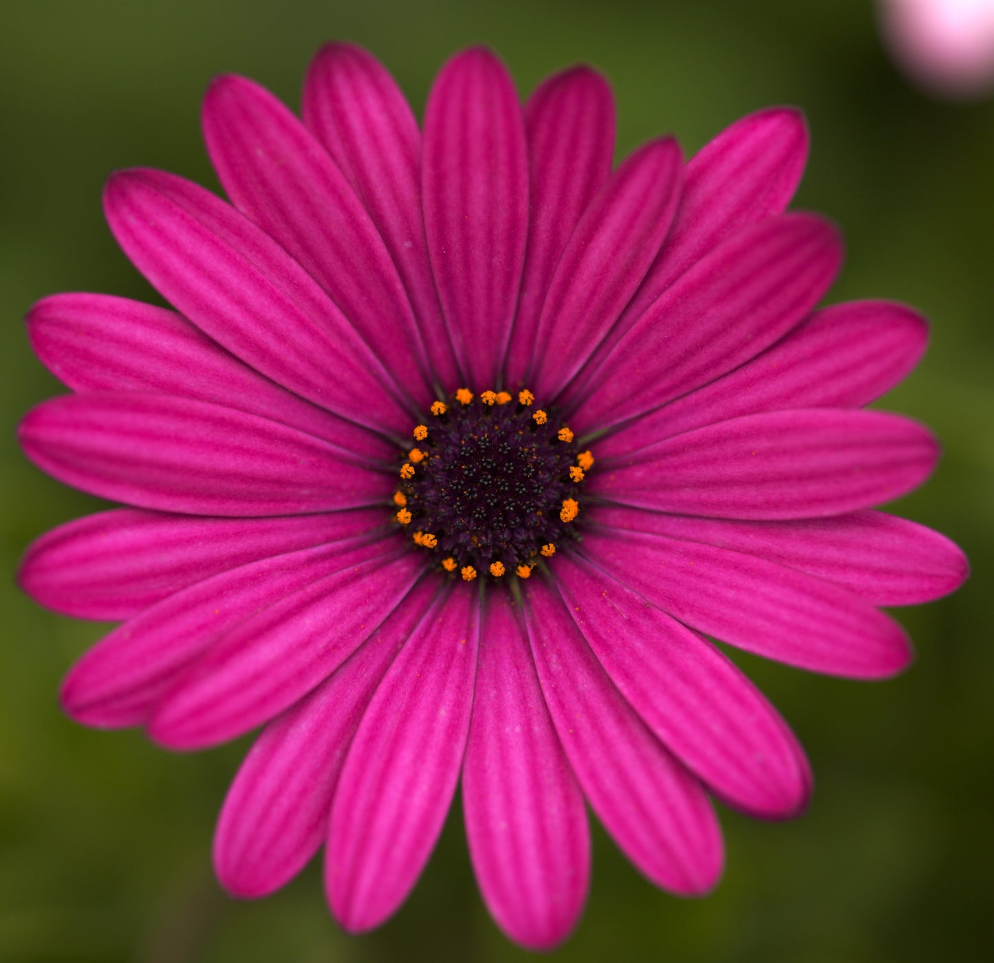 Osteospermum