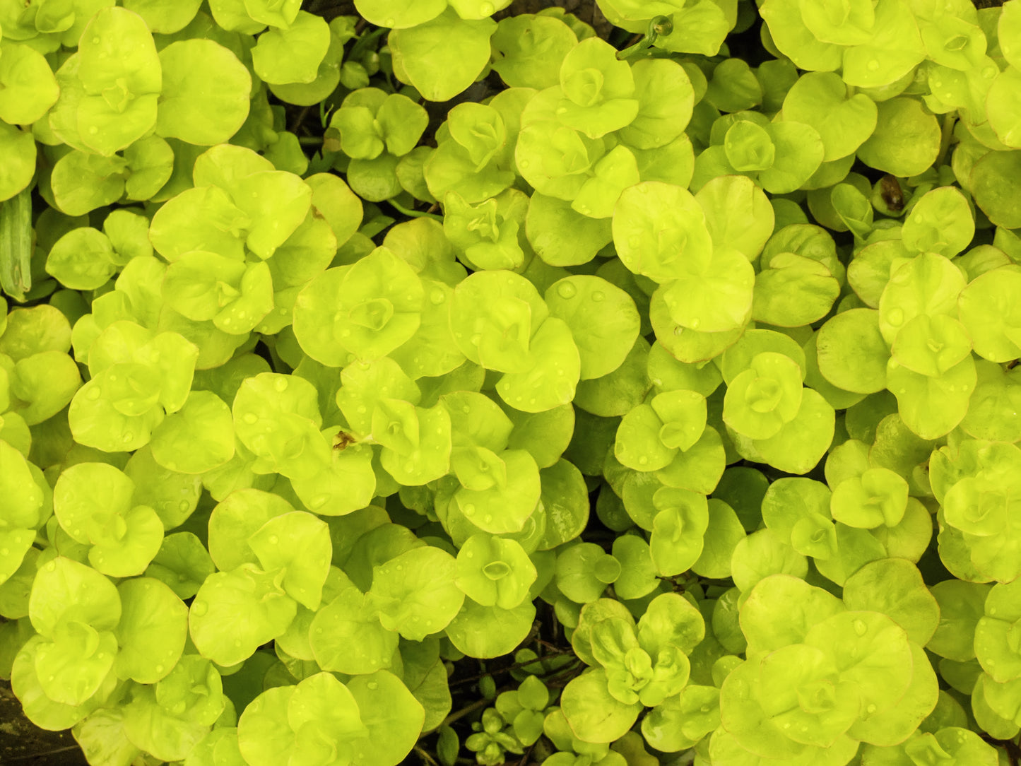 Goldilocks Creeping Jenny