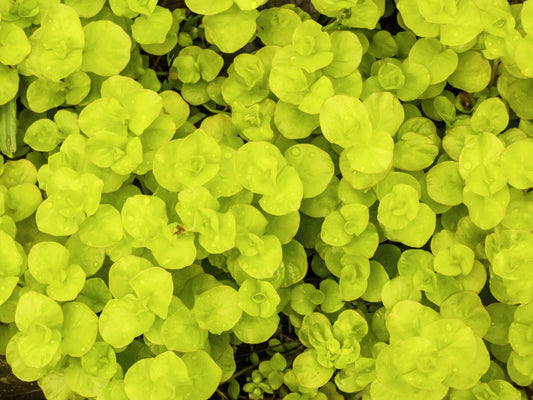 Goldilocks Creeping Jenny