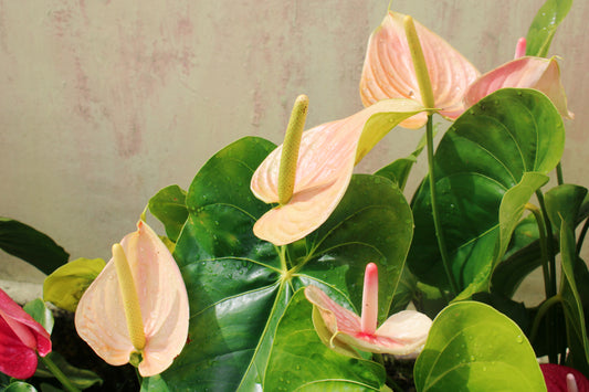 Joli Peach Anthurium
