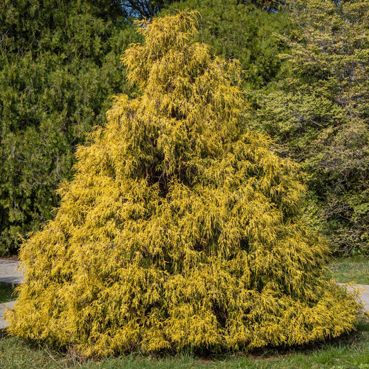 Sawara Cypress 'Golden Mop'