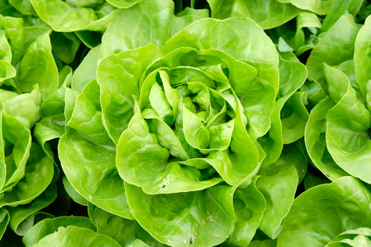 Salanova Butterhead Lettuce