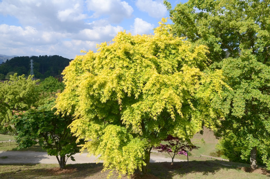 Katsura Tree