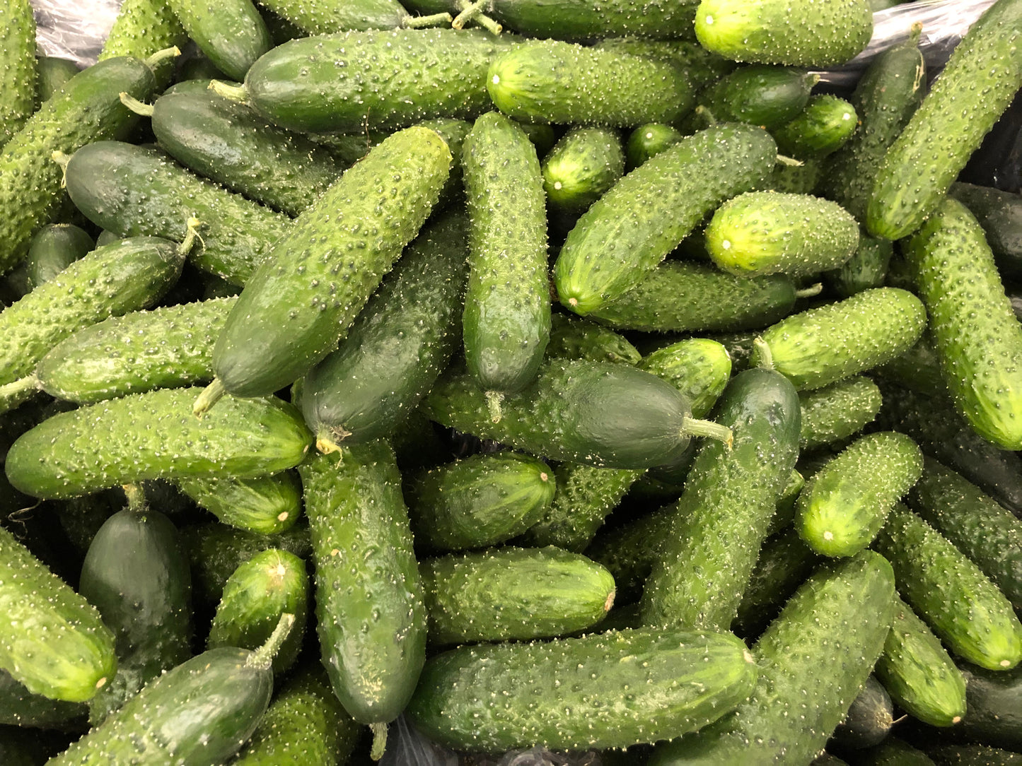 Pickling Cucumber