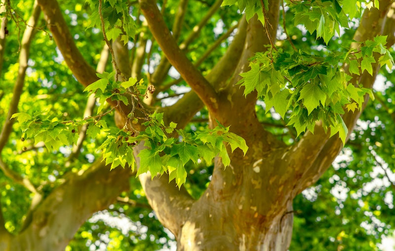 London Plane Tree