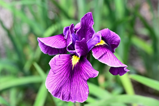 Royal Banner Iris