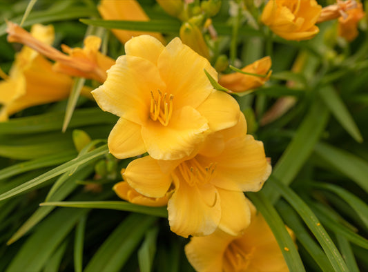 Daylily 'Stelle D'Oro'