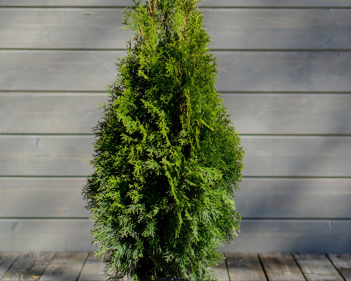 Emerald Eastern Cedar Dwarf