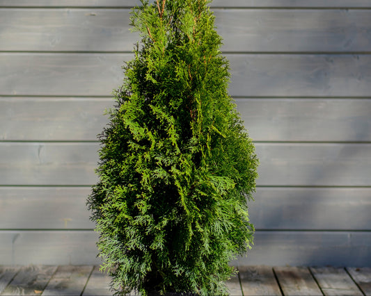 Emerald Eastern Cedar Dwarf
