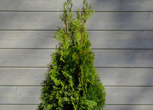 Emerald Petite Cedar