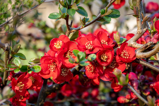 Red Flowering Quince
