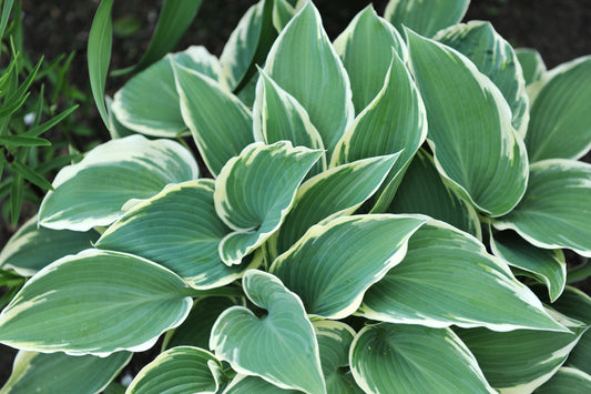 El Nino Hosta