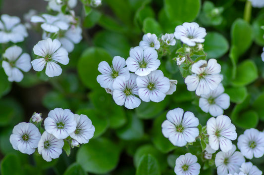 Creeping Baby's Breath