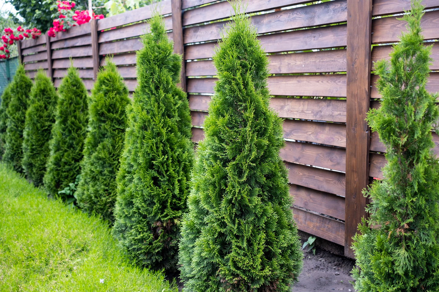 Dark Green Arborvitae