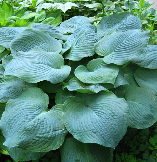 Kiwi Skyscraper Hosta