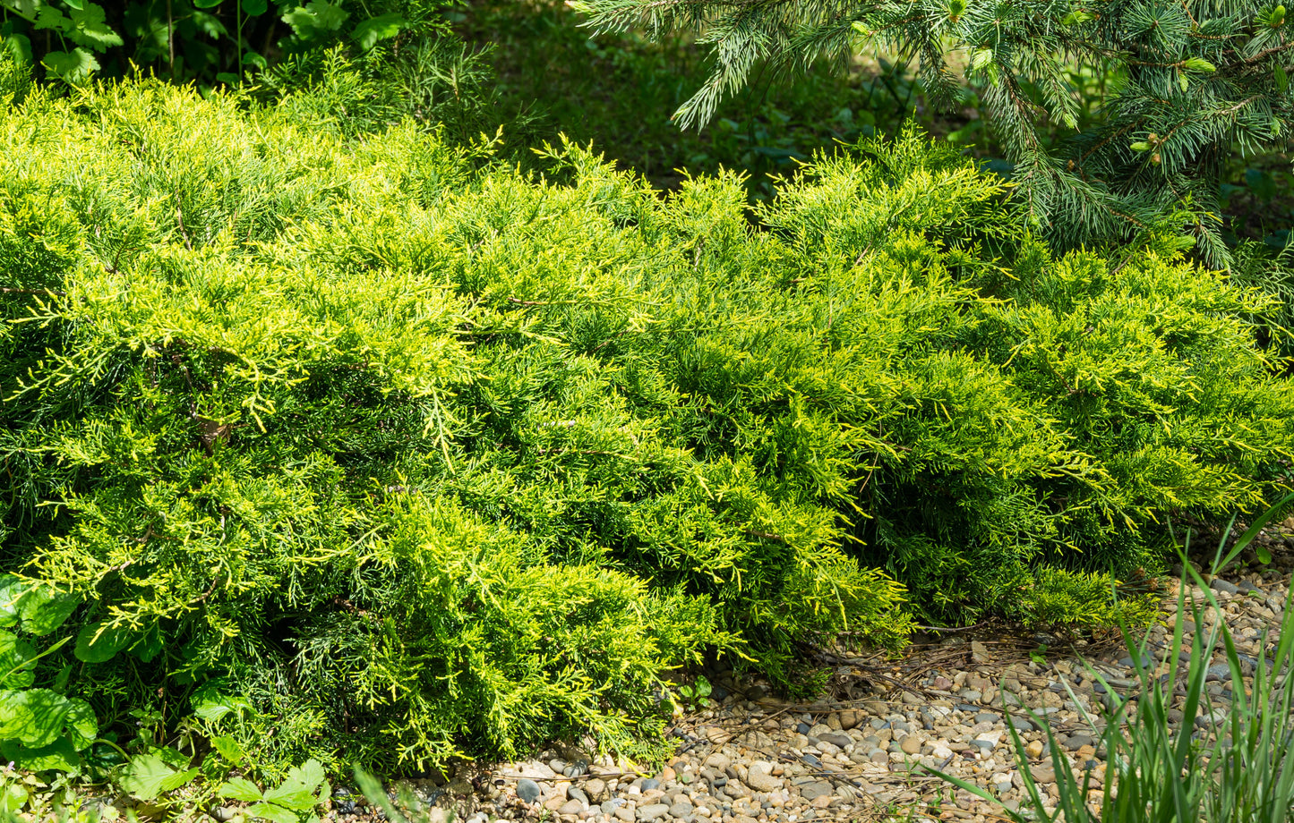 Old Gold Chinese Juniper