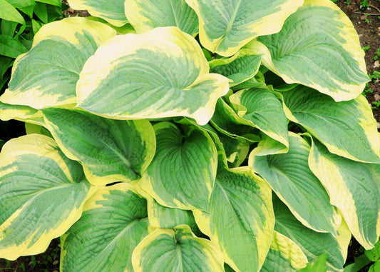 Cinderella Hosta
