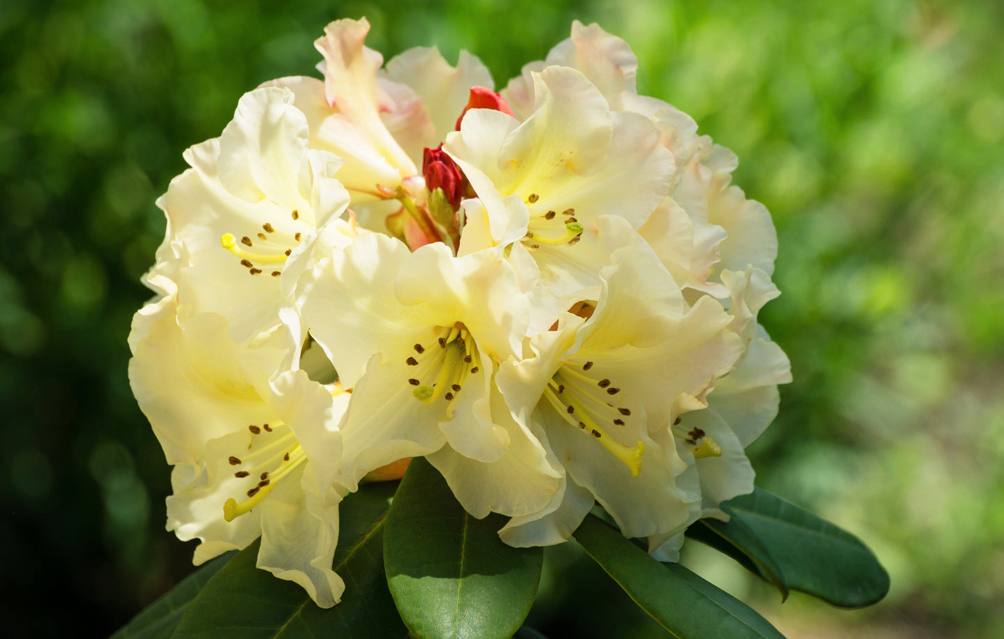 Gold Prinz Yak Rhododendron
