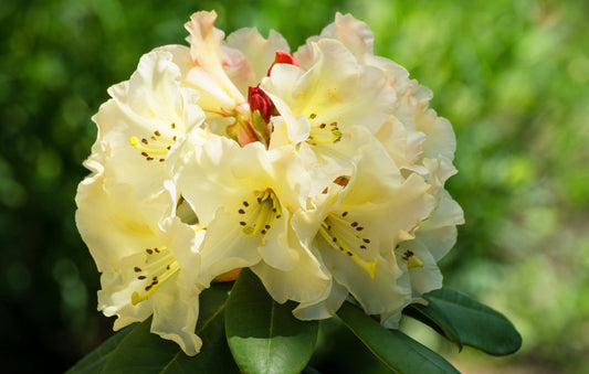 Gold Prinz Yak Rhododendron