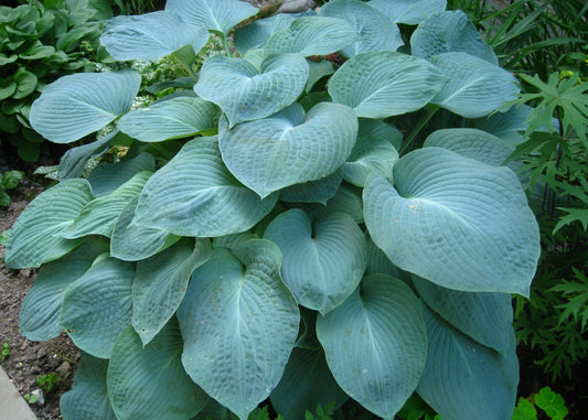 Blue Hawaii Hosta