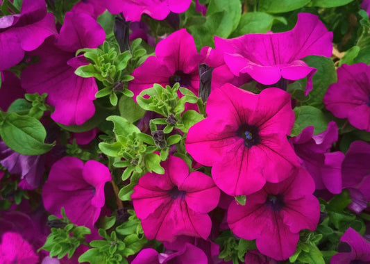 Wave Purple Petunia Mixed Basket