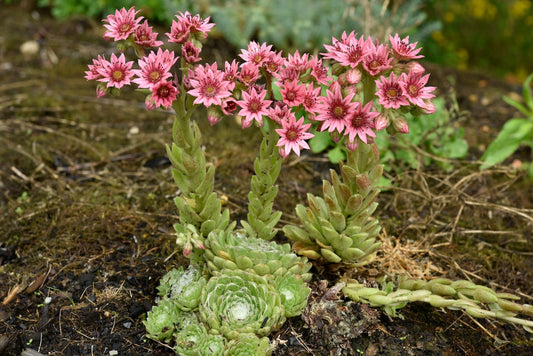 Sempervivum Arachnoideum