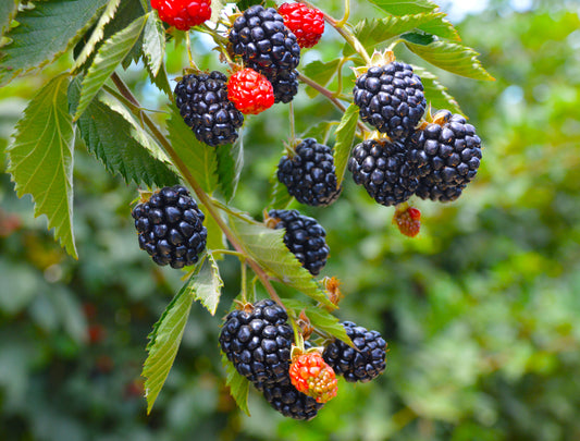 Rubus Baby Cakes Blackberry