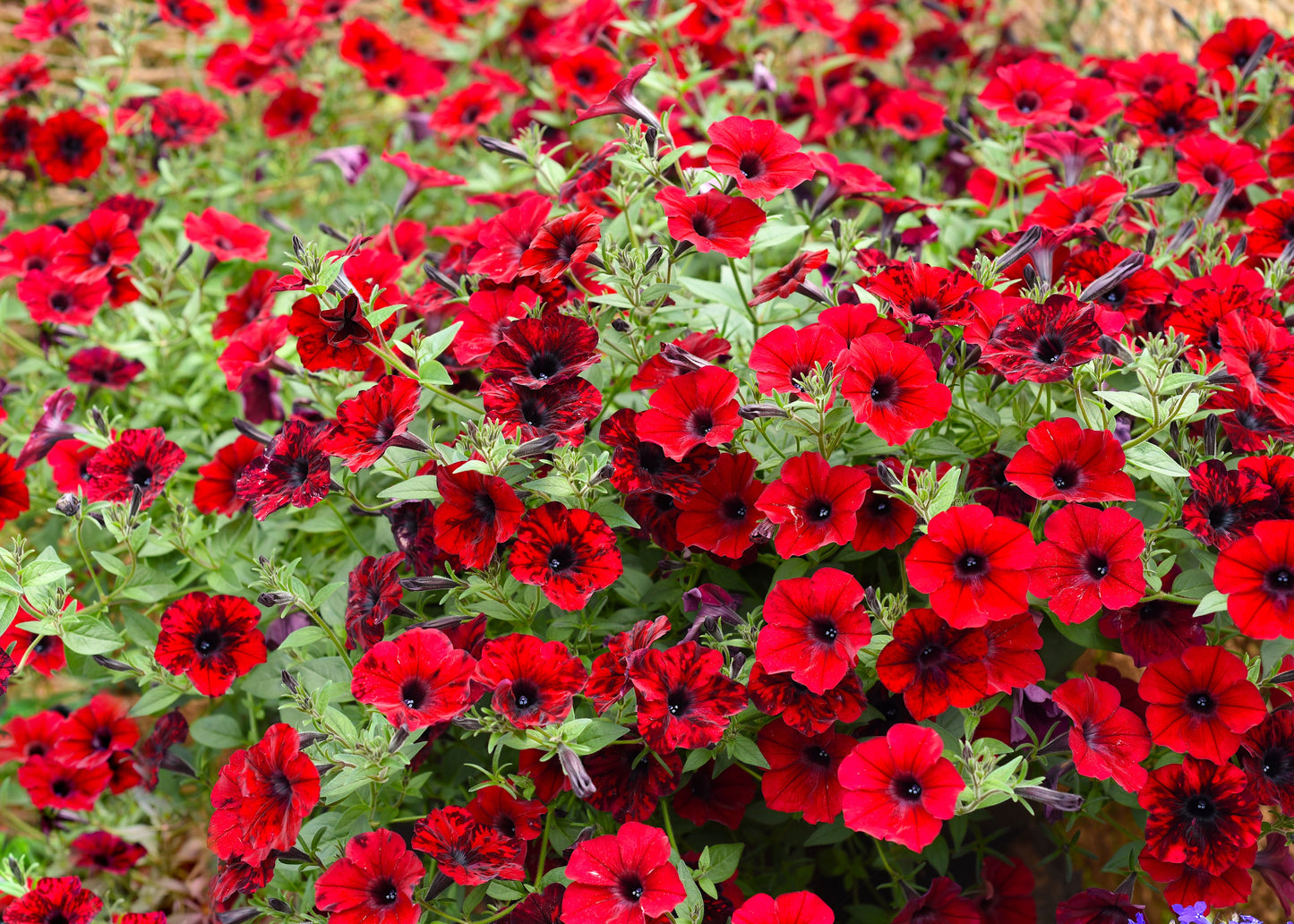 Red Storm Petunia
