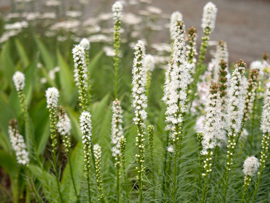 White Grayfeather