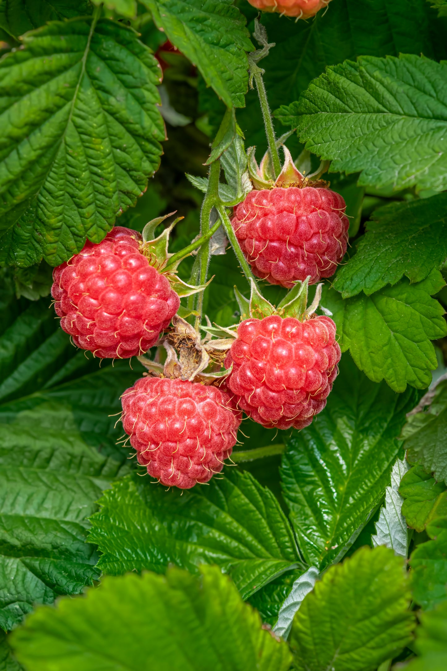 Raspberry Shortcake