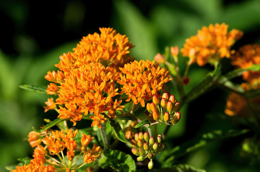 Ontario Natives - Butterfly Weed