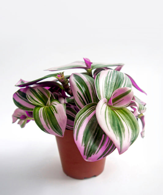 Tradescantia Nanouk